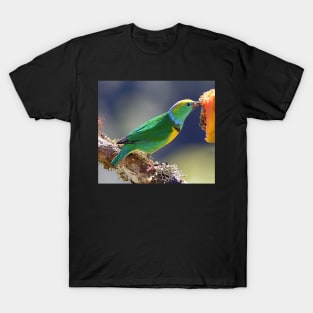 Golden-browed Chlorophonia T-Shirt